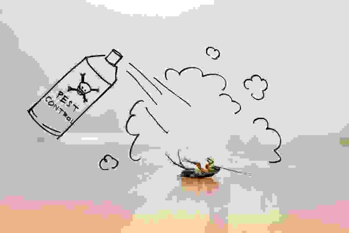 DIY Methods of Getting Rid of Cockroaches