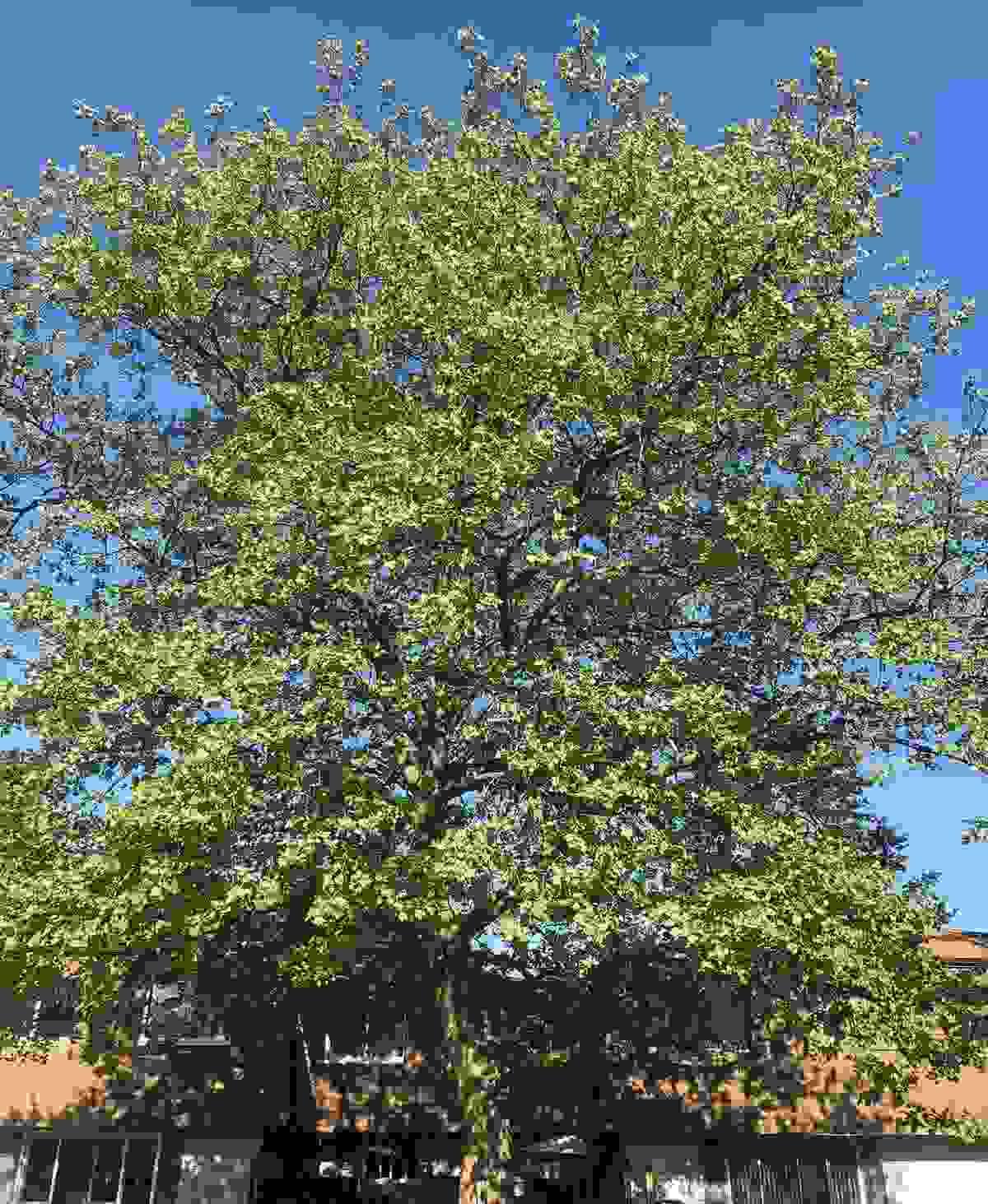 Section image