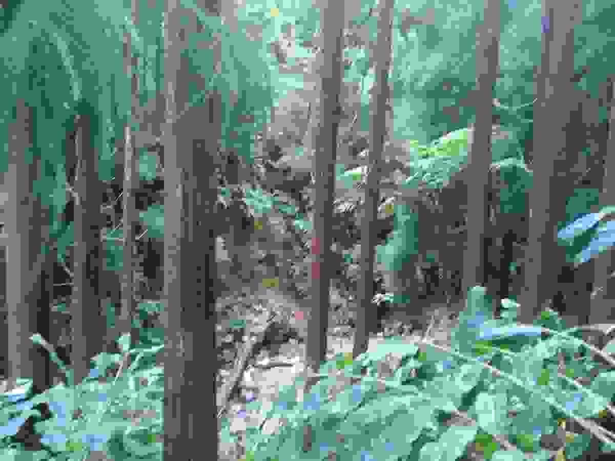 Section image