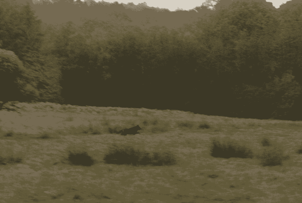 Section image