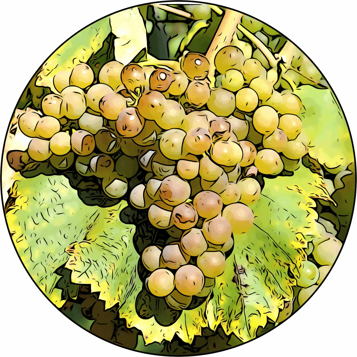 Frankreich - www.vinumscriptum.de