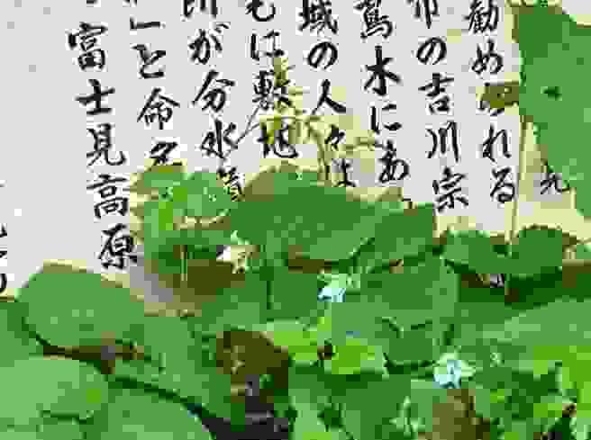 broken image
