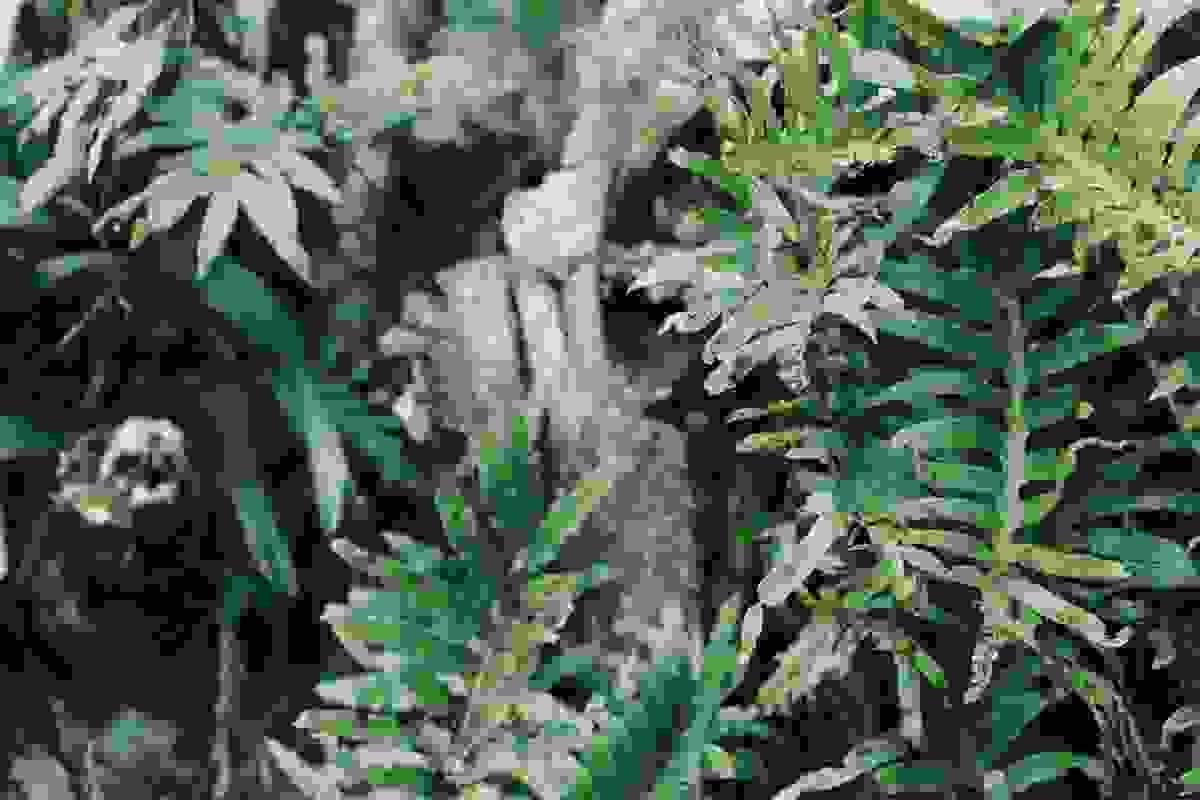 Section image