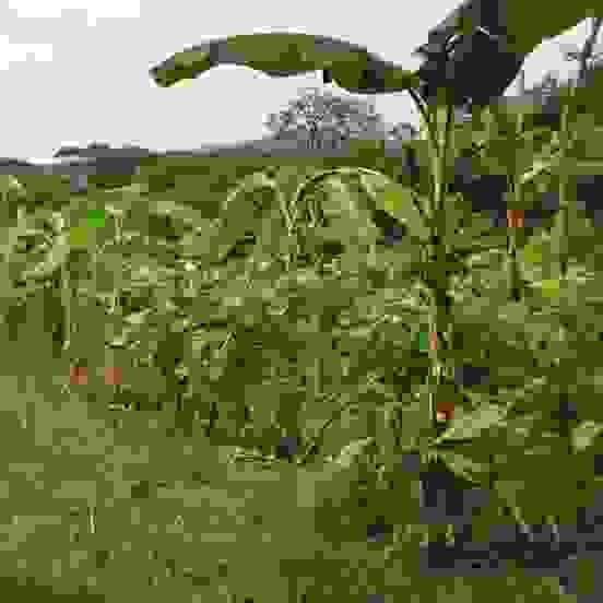 At Yanantin, we believe in a holistic approach to regeneration. Our vision encompasses the interconnection of people, nature, and community, fostering sustainable practices that promote health and well-being for all. Our commitment to regenerative culture drives our projects and initiatives. Our Vision What We Do Equipo evolutionarioquienes somos?HistoriaProyectosOfertasCultura regenerativa