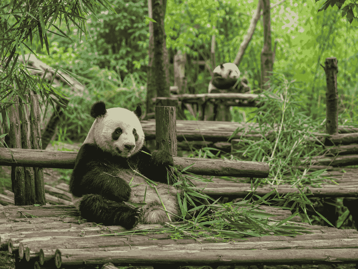 Giant pandas eating bamboo at Chengdu Research Base of Giant Panda Breeding. Giant pandas eating bamboo at Chengdu Research Base of Giant Panda Breeding.