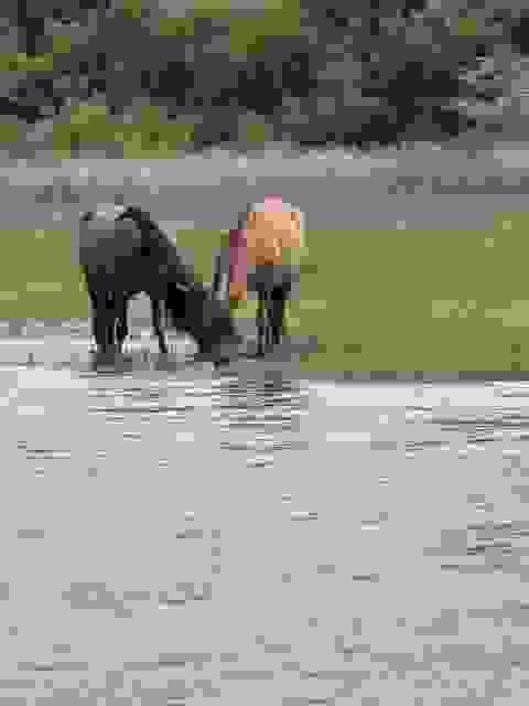 Wild Horses on Shackleford Banks 