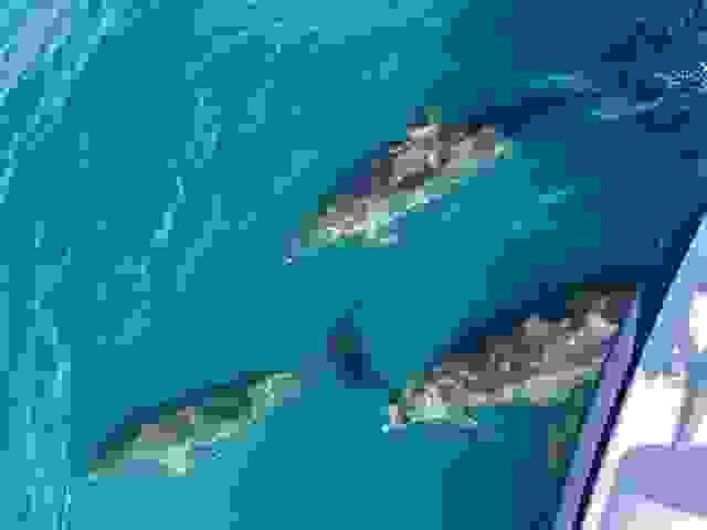 broken image