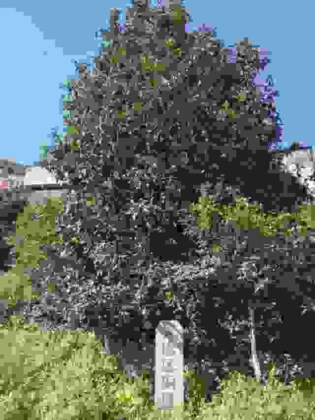 Section image