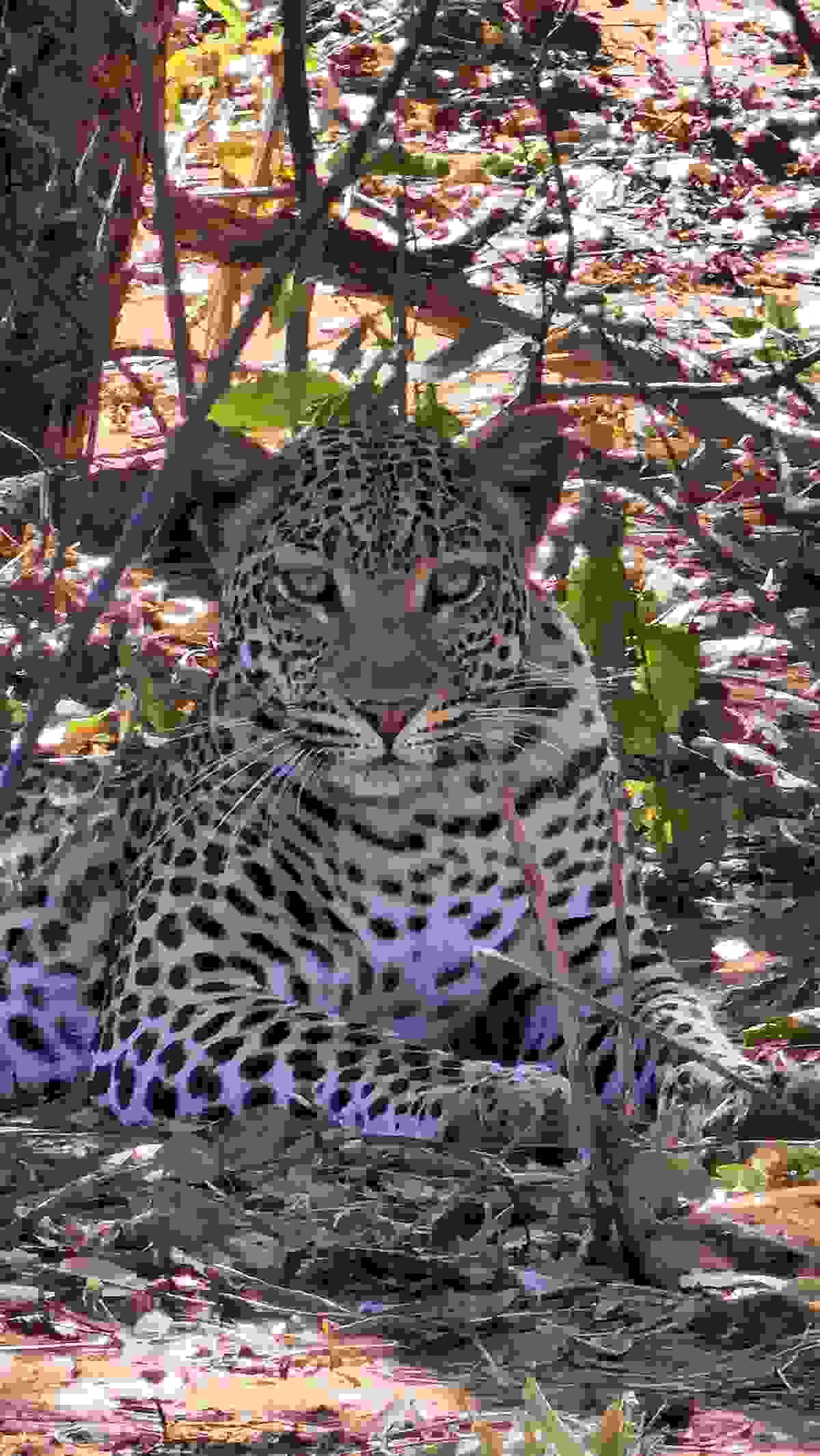 Africa's "Big Five" are the lion, leopard, African elephant, rhino, and Cape buffalo. The term originated from early big-game hunters who considered these five animals the most dangerous and difficult to hunt on foot Africa's "Big Five" are the lion, leopard, African elephant, rhino, and Cape buffalo. The term originated from early big-game hunters who considered these five animals the most dangerous and difficult to hunt on foot