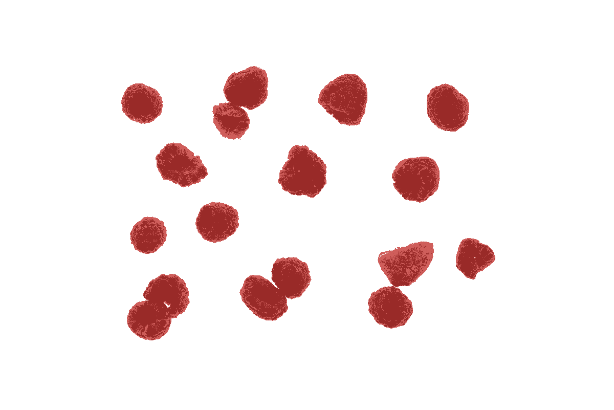 Delicious freeze dried raspberry ready for snacking
