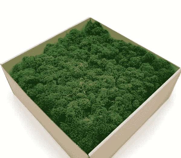 Bulk preserved reindeer moss wholesale available
