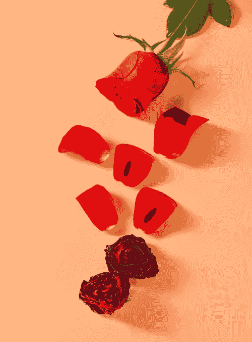 freshly sourced freeze dried petals bulk for creative uses
