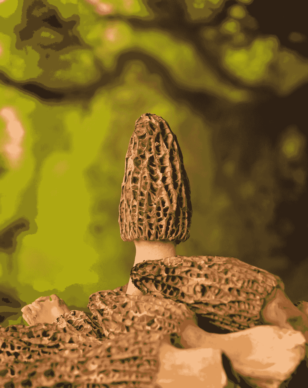 Explore top-notch options from leading freeze dried vegetable suppliers.