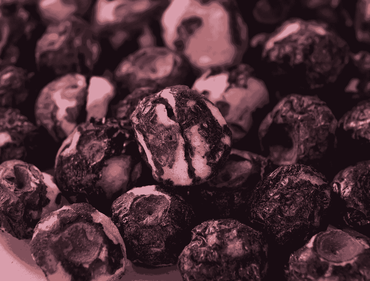 freshly prepared freeze dried blueberry snack