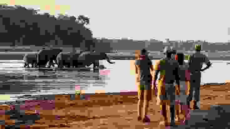 South Luangwa National Park in Zambia is globally renowned as the "Valley of the Leopard" and the birthplace of the walking safari. South Luangwa National Park in Zambia is globally renowned as the "Valley of the Leopard" and the birthplace of the walking safari.