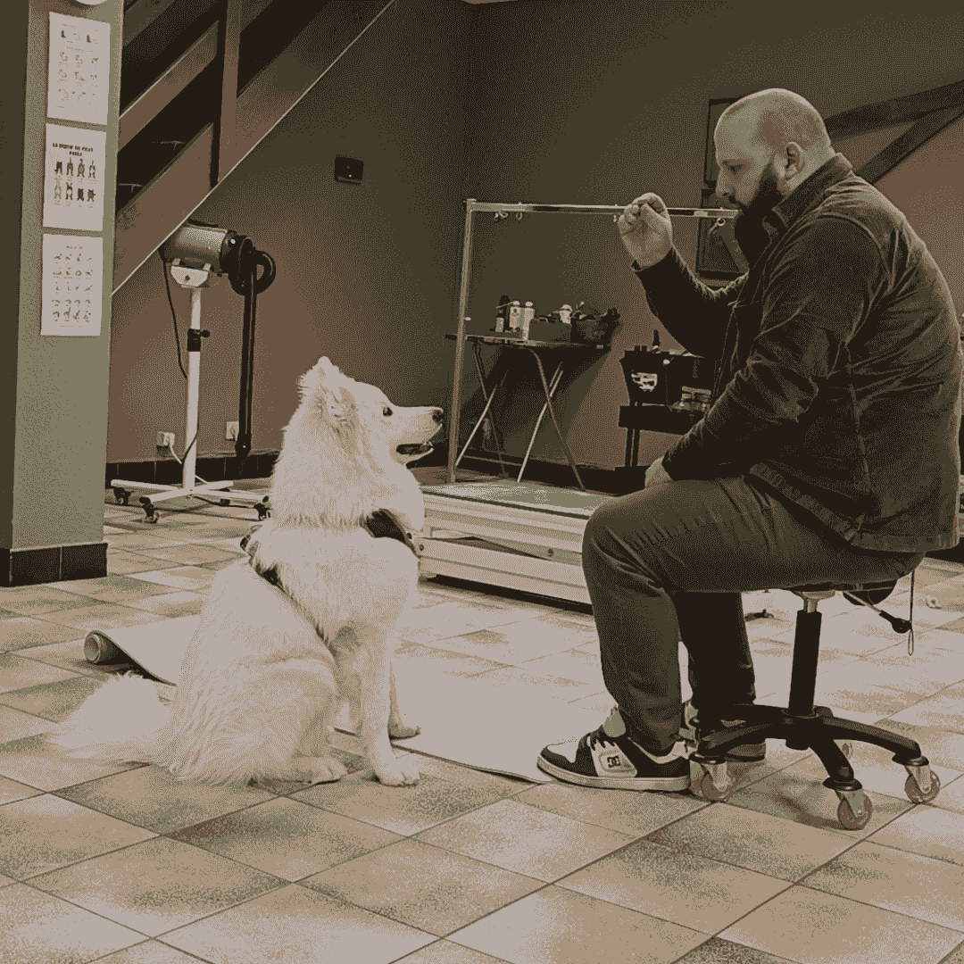 comportementaliste canin tournai comportementaliste canin tournai