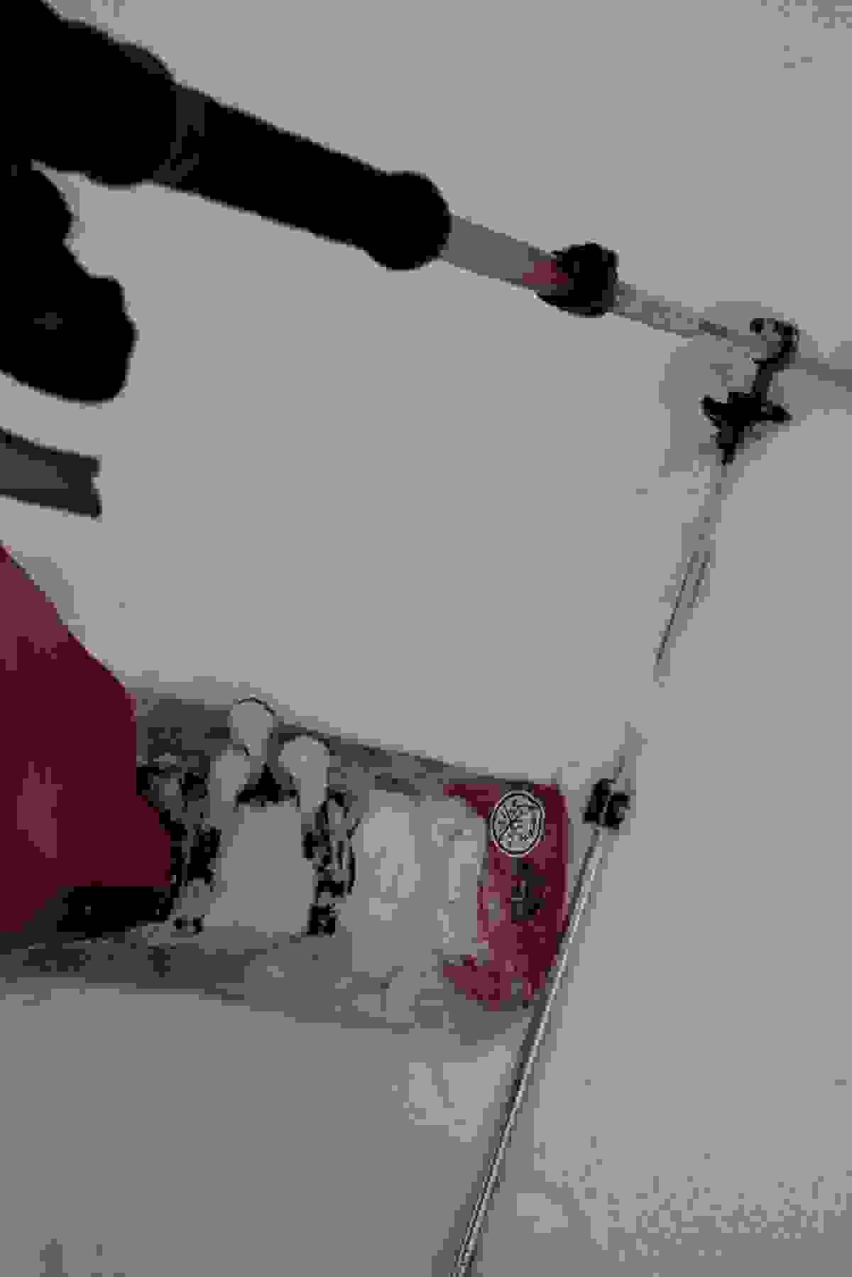 Section image