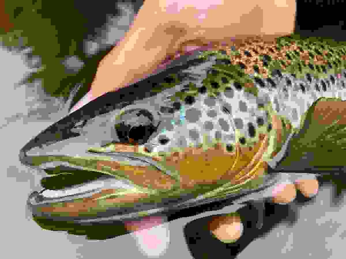Our team conducts essential research and advocates for policies that safeguard salmon populations. Research and Advocacy What We Do save our salmon action Our team conducts essential research and advocates for policies that safeguard salmon populations. Research and Advocacy What We Do save our salmon action