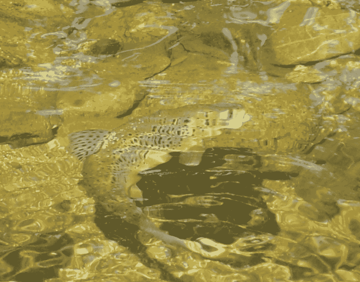 Support Our Conservation Efforts Join the Fight for Our Salmon save our salmon action Support Our Conservation Efforts Join the Fight for Our Salmon save our salmon action