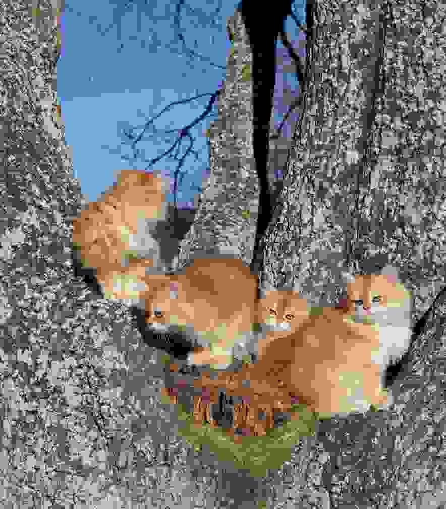 Section image