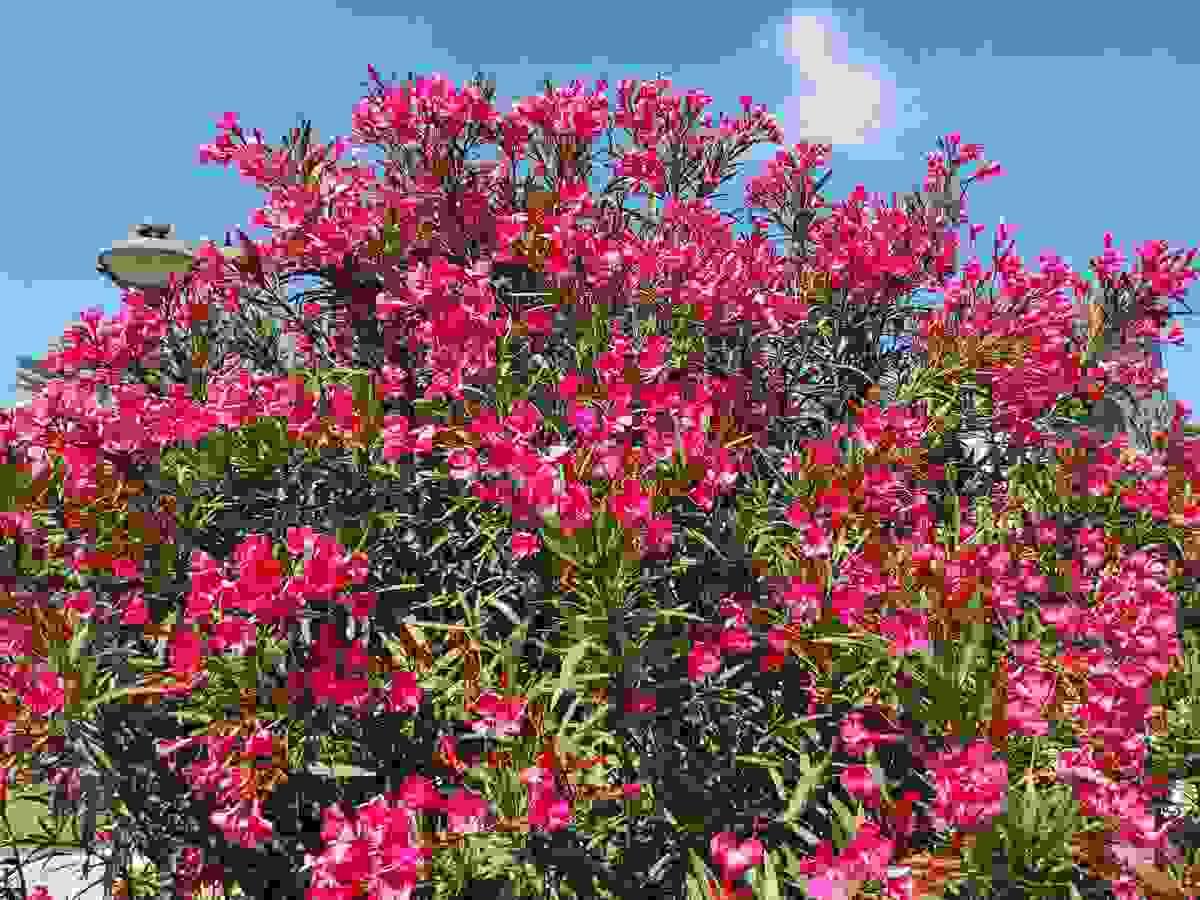 Section image