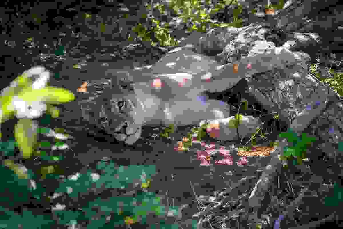 broken image
