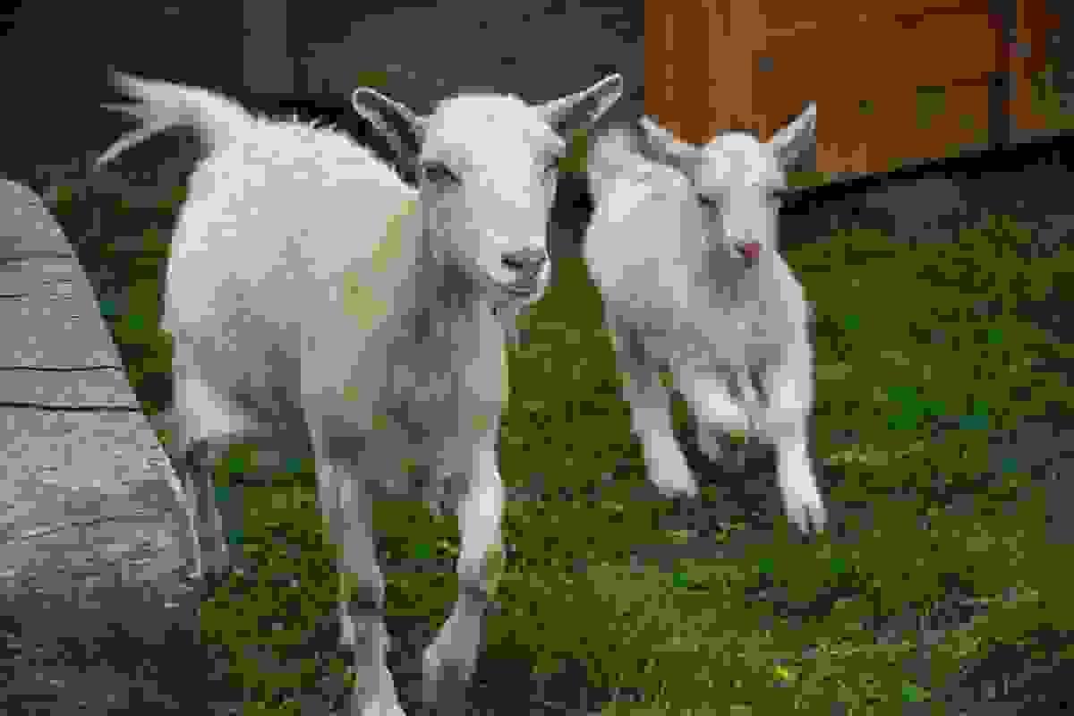 Goats in the animal area at Annangrove Preschool Kindergarten Goats in the animal area at Annangrove Preschool Kindergarten