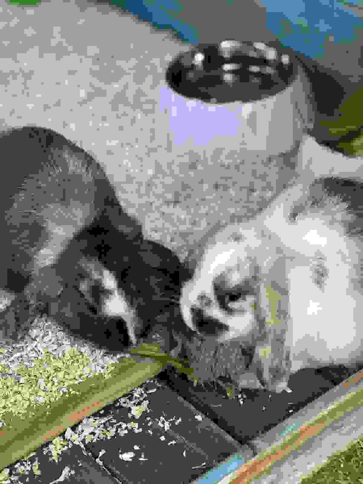 Two rabbits enjoying fresh greens Two rabbits enjoying fresh greens