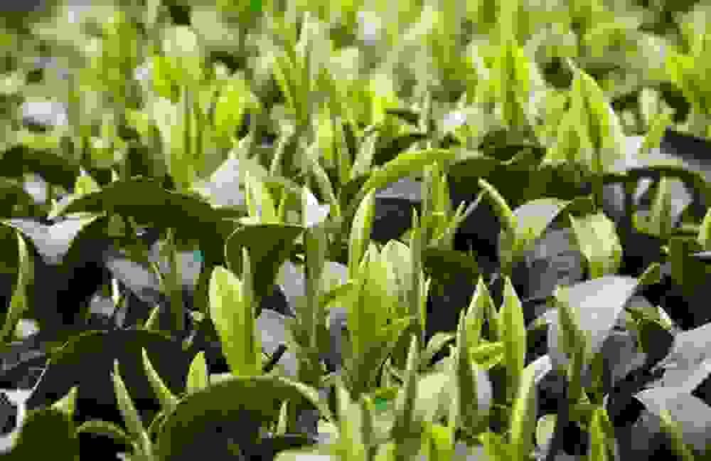 "Before Grain Rain Longjing" is a high-quality Chinese green tea produced before Grain Rain. It is renowned for its unique aroma, mellow taste, and rich nutrients. Each piece of tea leaf contains the essence of nature and the hard work of tea farmers. Tasting "Before Grain Rain Longjing" is like being in a fresh tea garden, feeling the gift of nature.