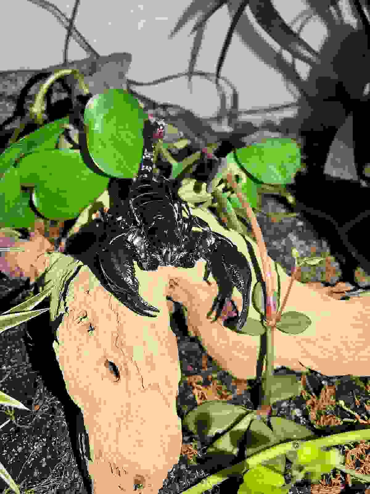 broken image