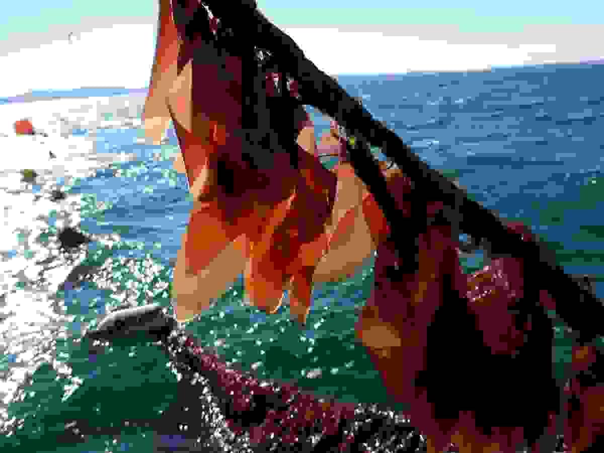 Section image