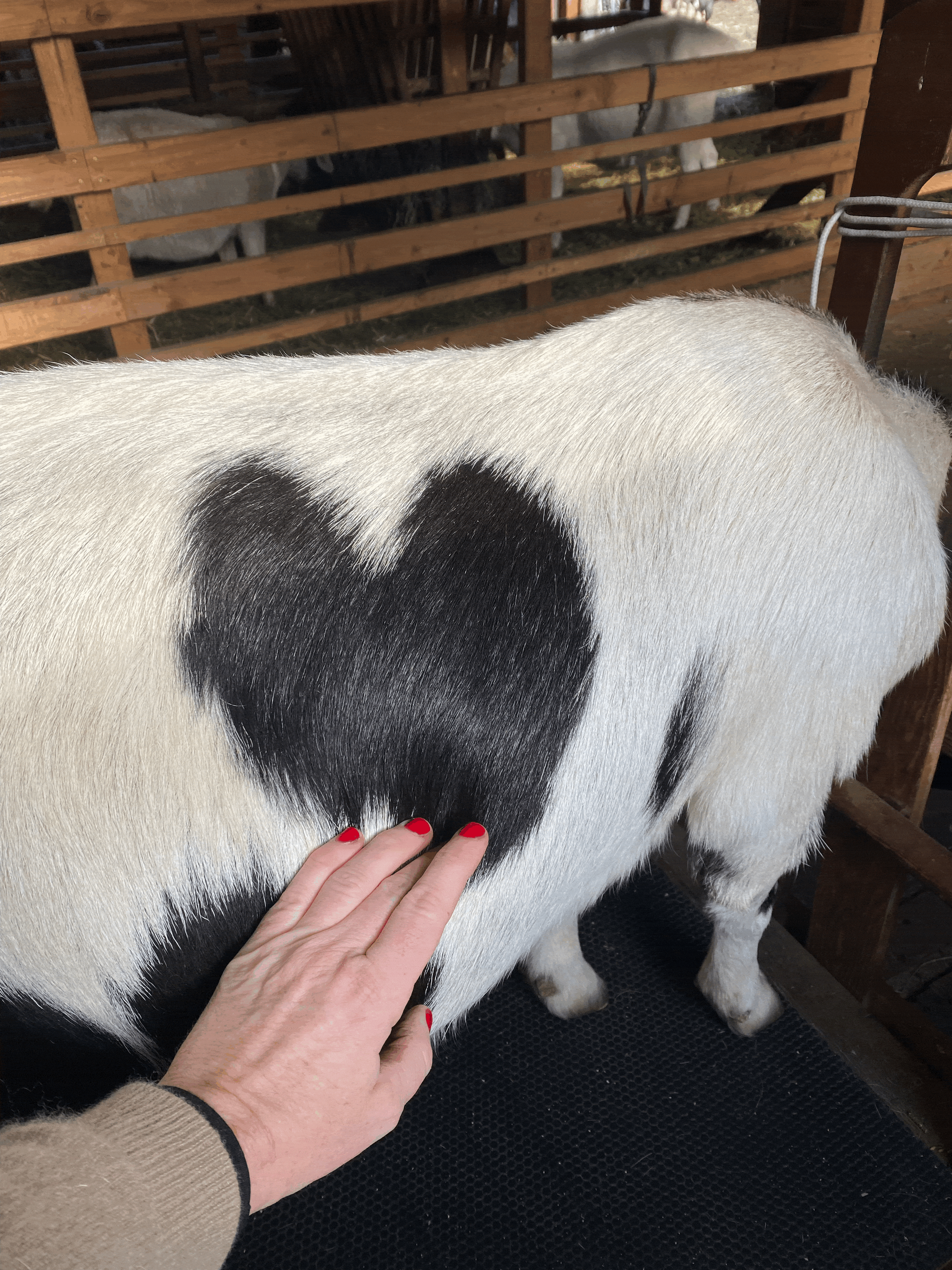Mini-Nubian goat with natural heart shaped marking Mini-Nubian goat with natural heart shaped marking