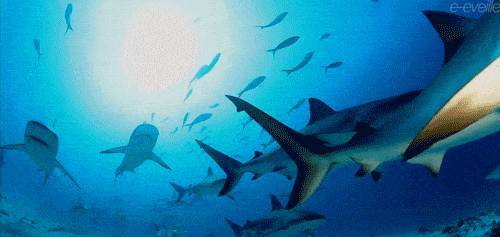 palm beach fl, social distancing, yacht, Lady Lara, bluearth,bluearth,blue,earth,wind,environment