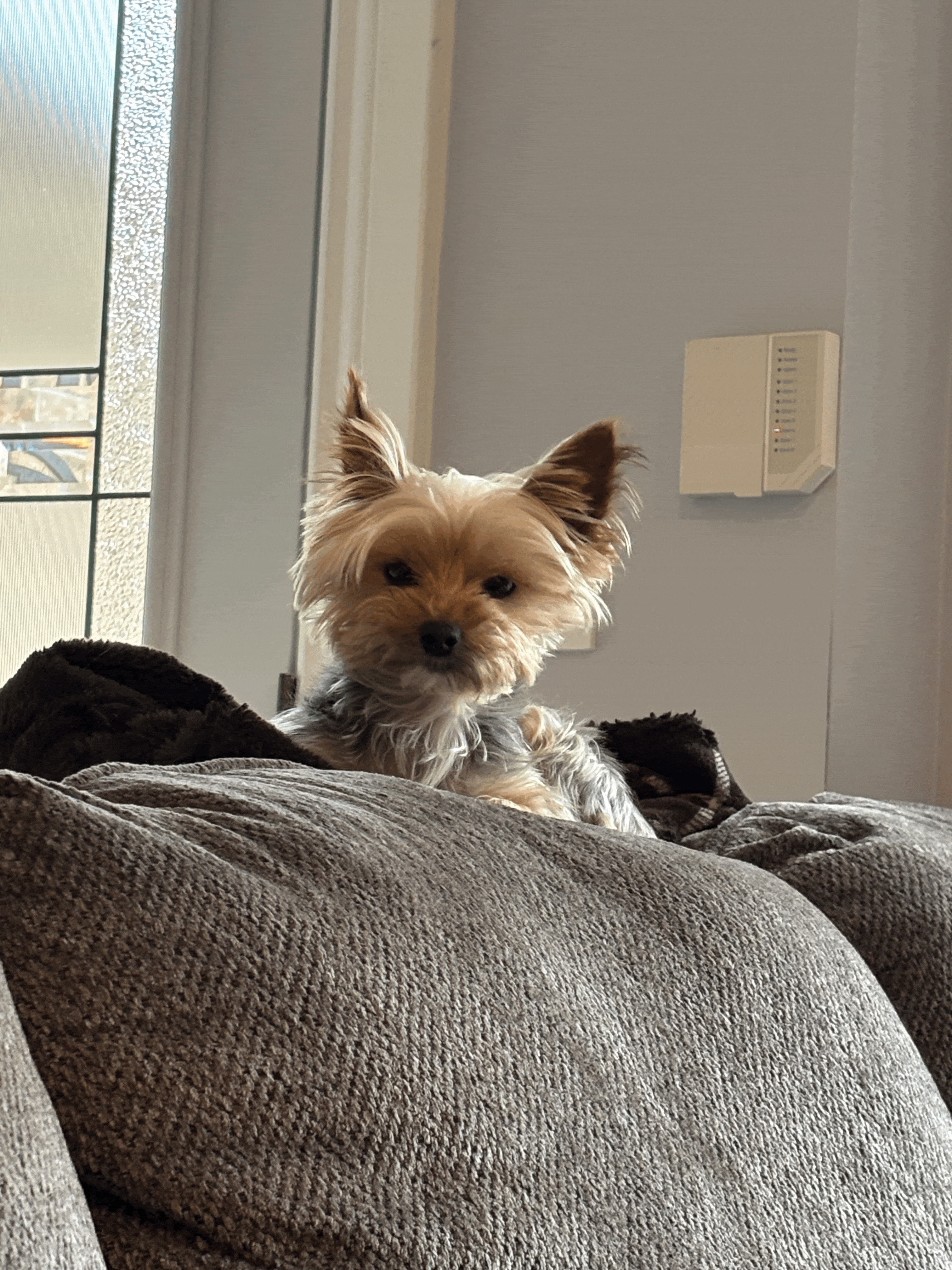 — Mark Reynolds “As a busy professional, I struggled to find trustworthy pet care. Home Sweet Paws made it simple and stress-free.” Our dedicated team has provided exceptional pet sitting services to countless satisfied pet owners Pet Sitting in your home — Mark Reynolds “As a busy professional, I struggled to find trustworthy pet care. Home Sweet Paws made it simple and stress-free.” Our dedicated team has provided exceptional pet sitting services to countless satisfied pet owners Pet Sitting in your home