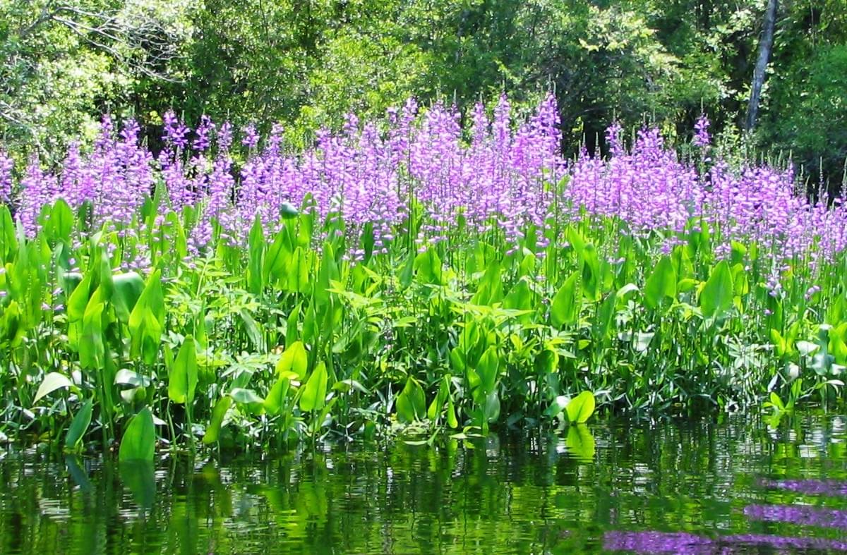 The Vital Role of Aquatic Plants in Tampa's Freshwater