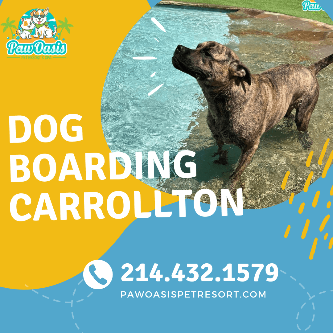 How Often Should You Trim Your Dog's Nails and Why It M...