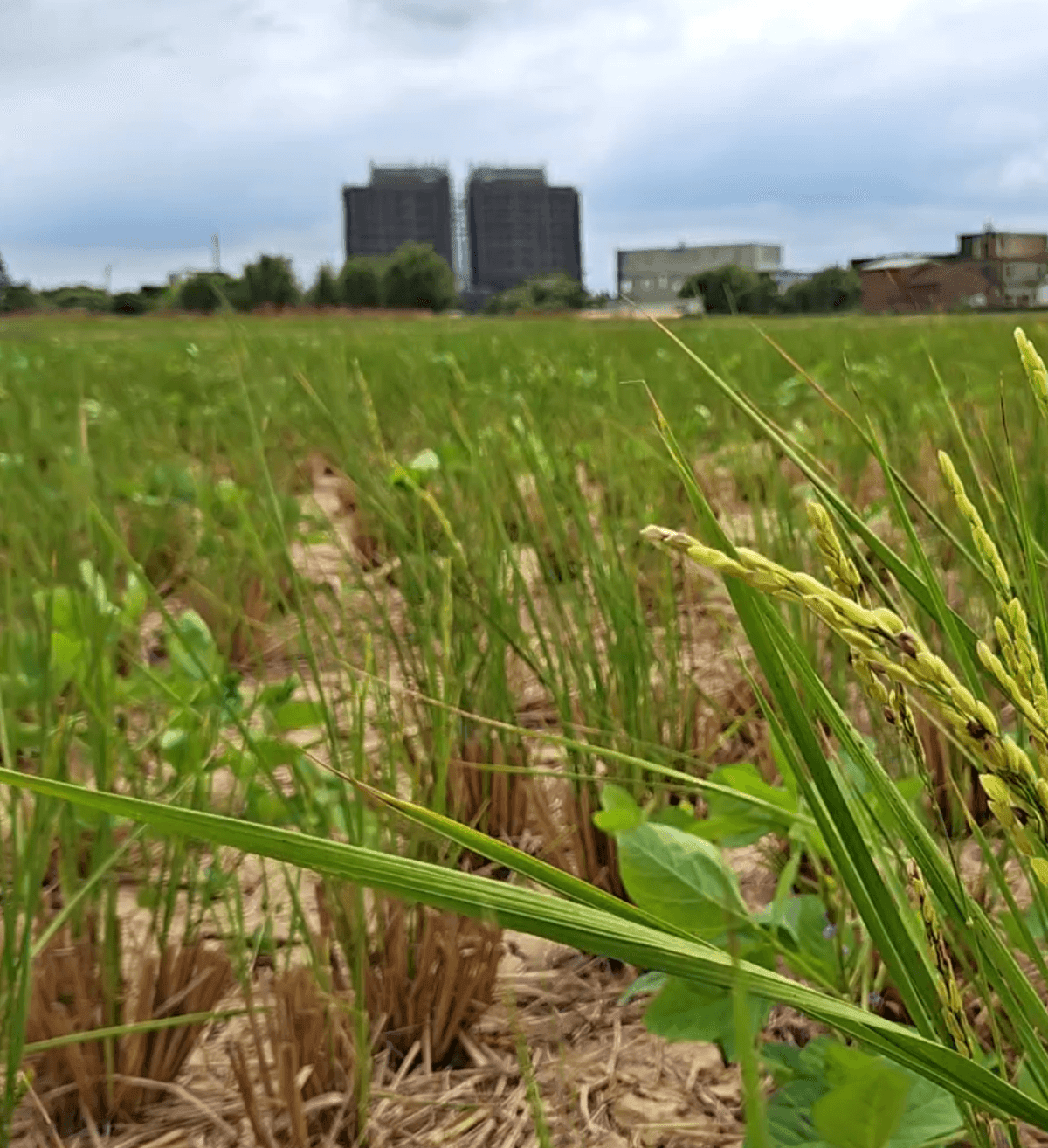 Taiga Rice From Rice to Sustainability: A Taiwan Pilot for Regener...
