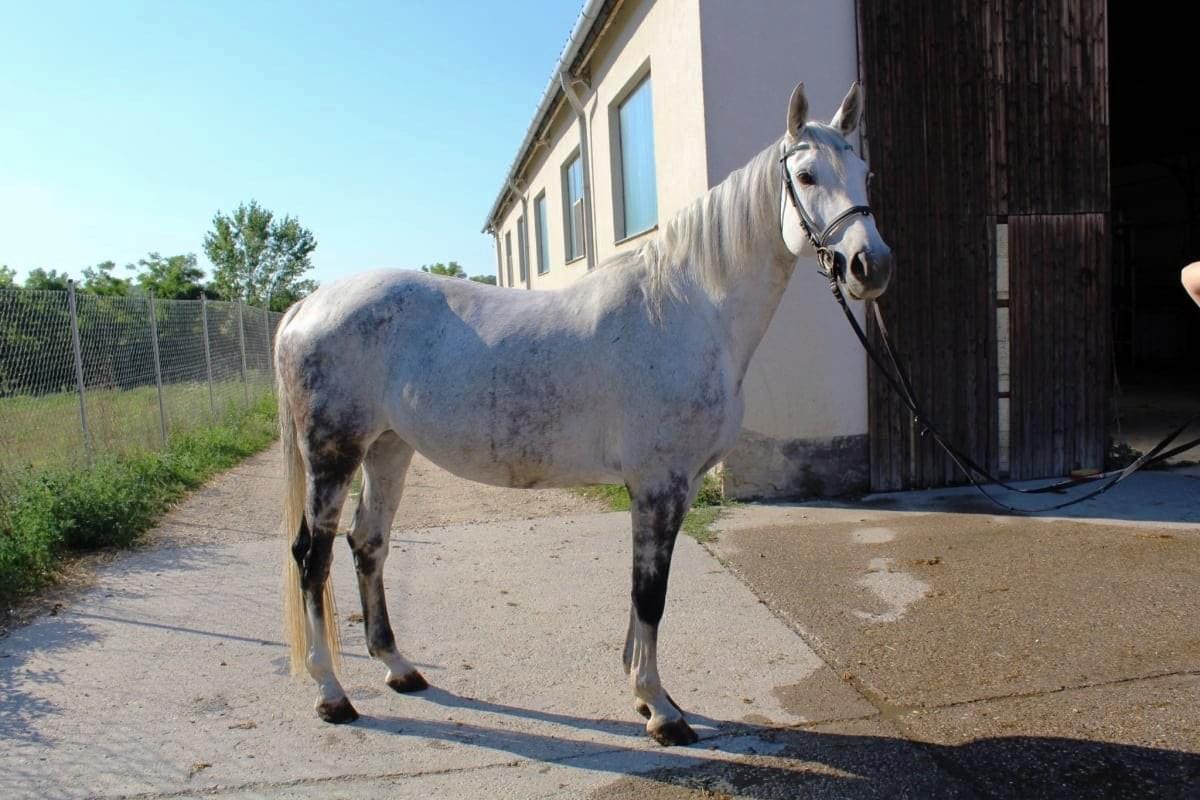 Horse Benelaheleen from Makay Stable