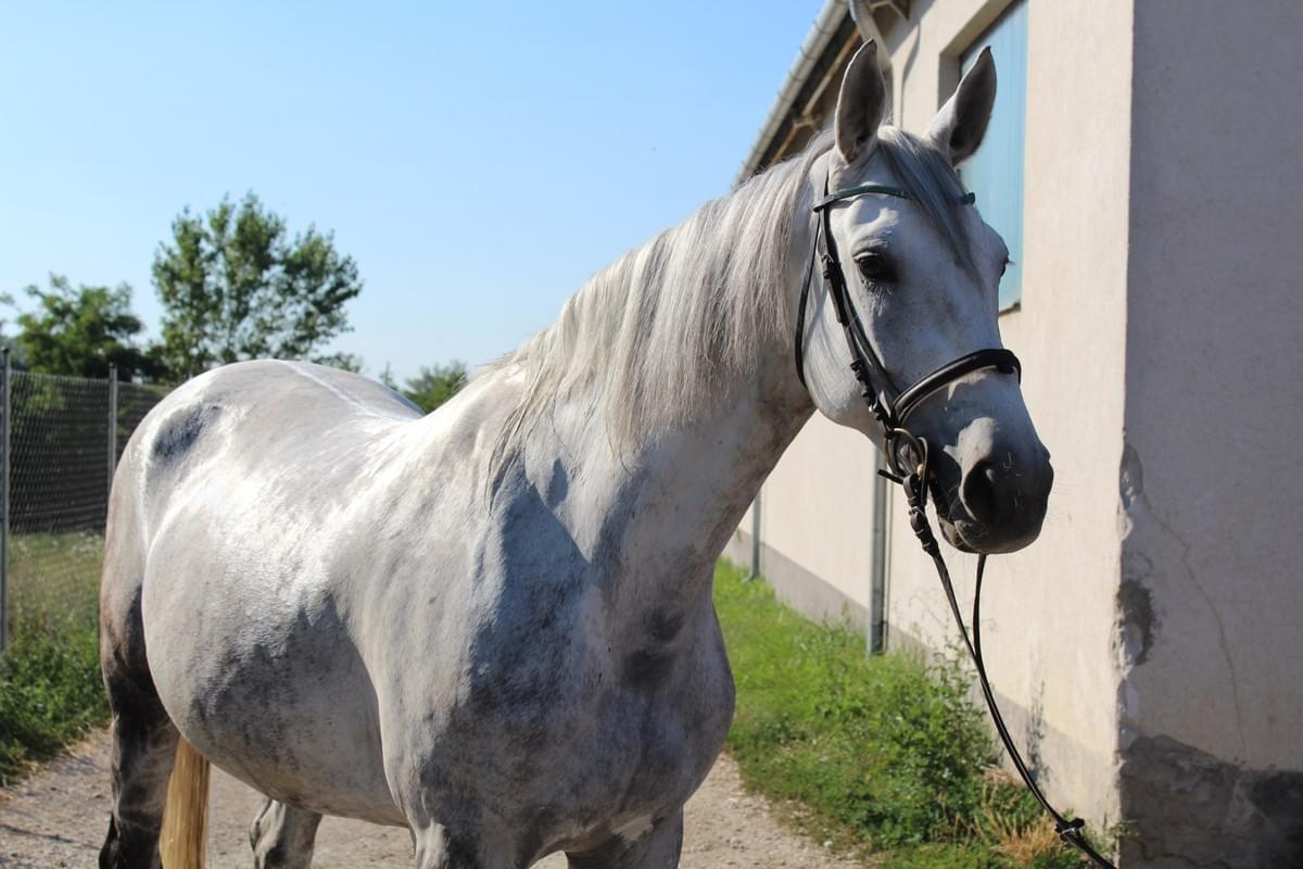Horse Benelaheelen from Makay Stable