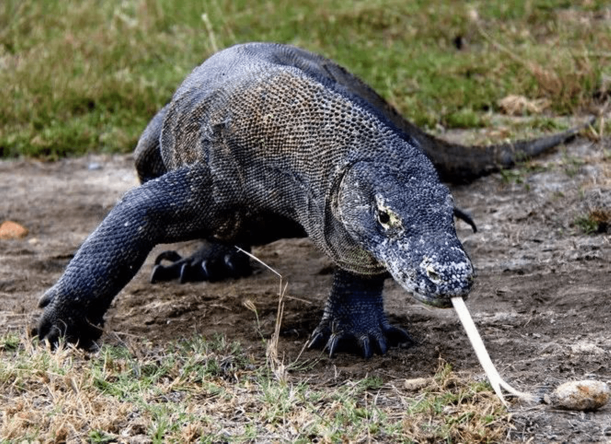 Endangered animals in Asia