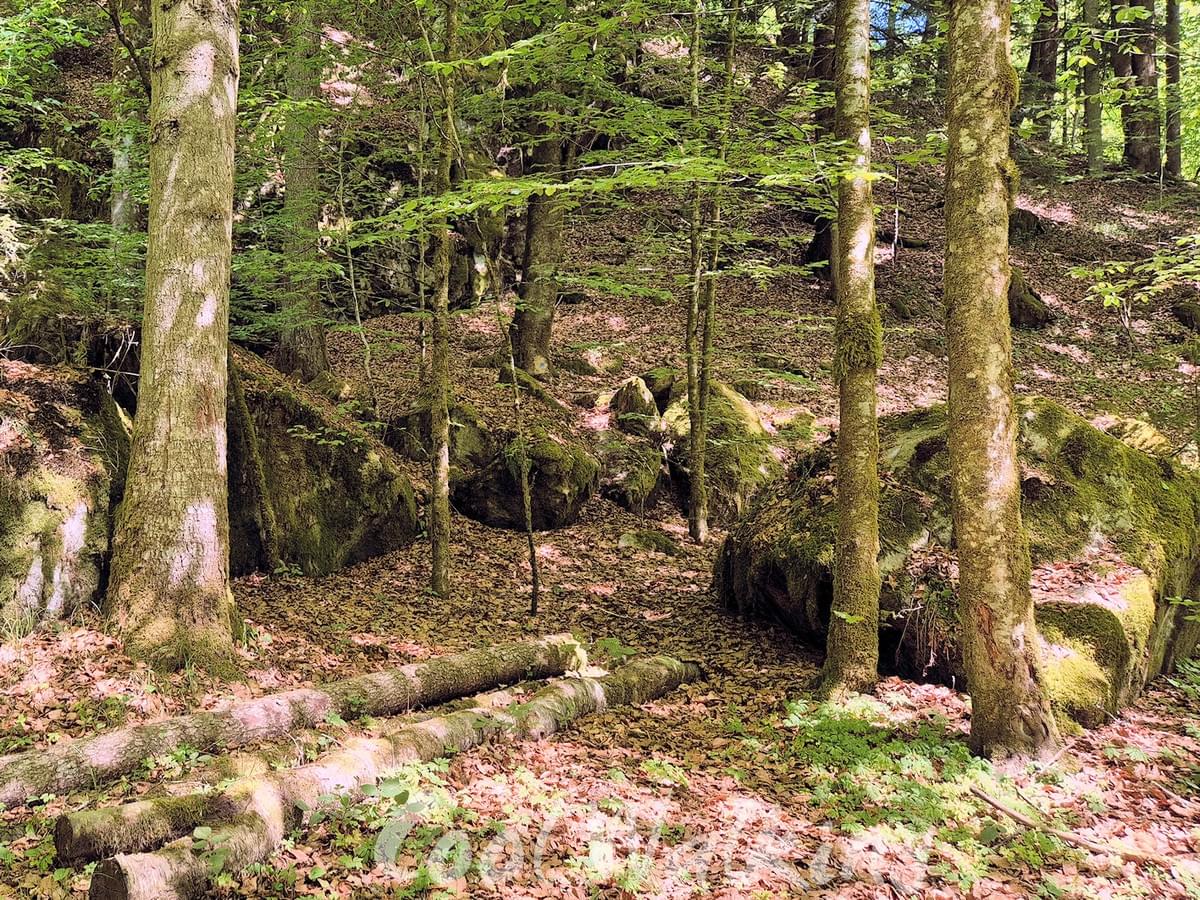 Section image