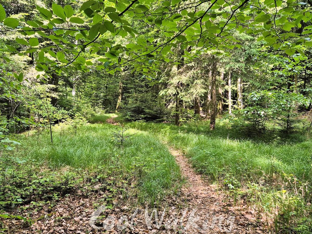 Section image
