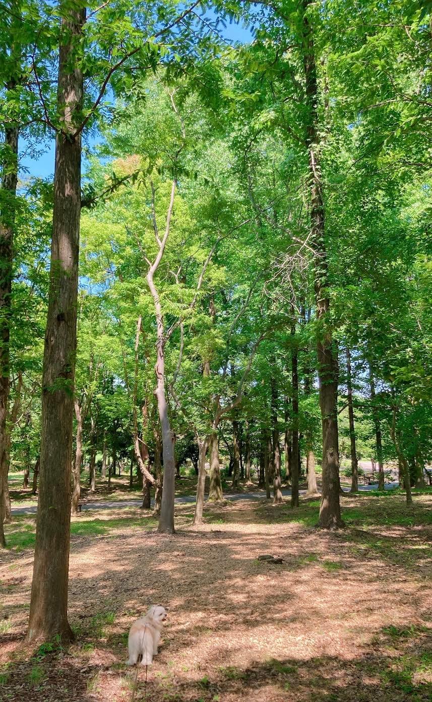 Section image