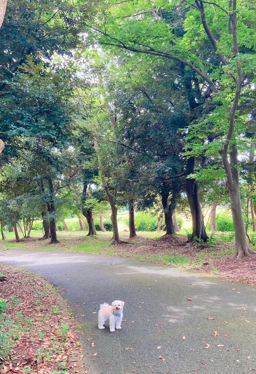 Section image