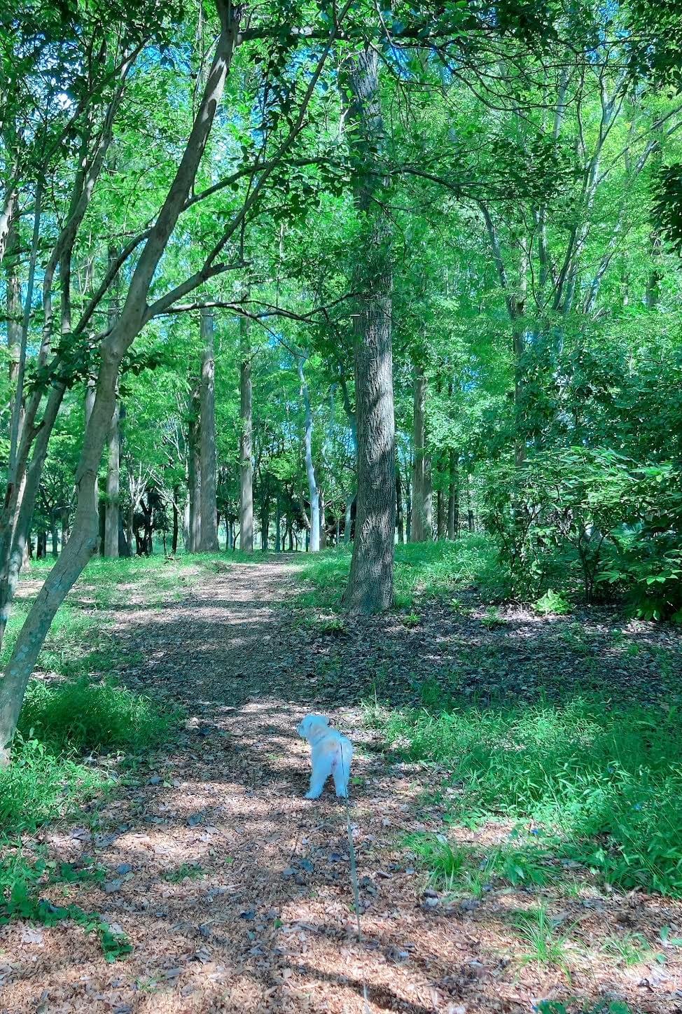 Section image