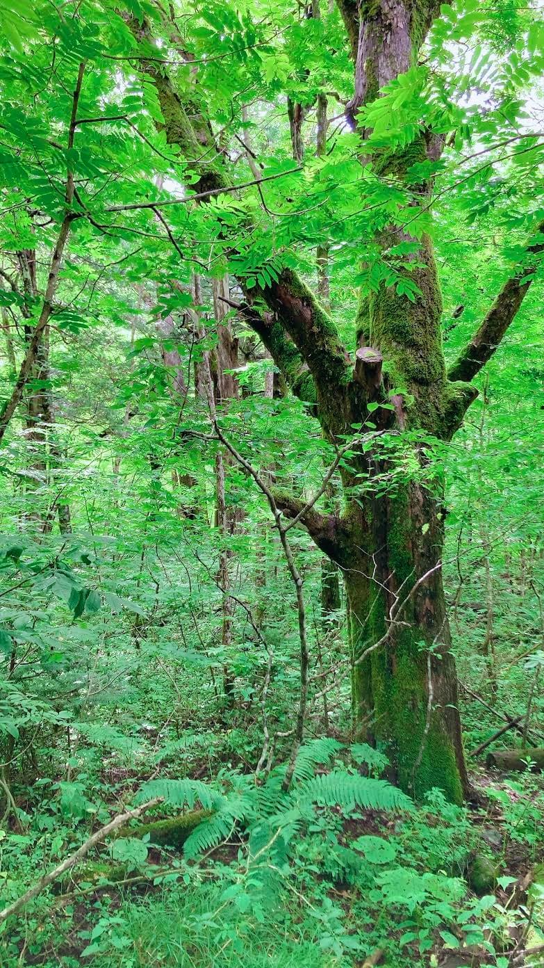 Section image
