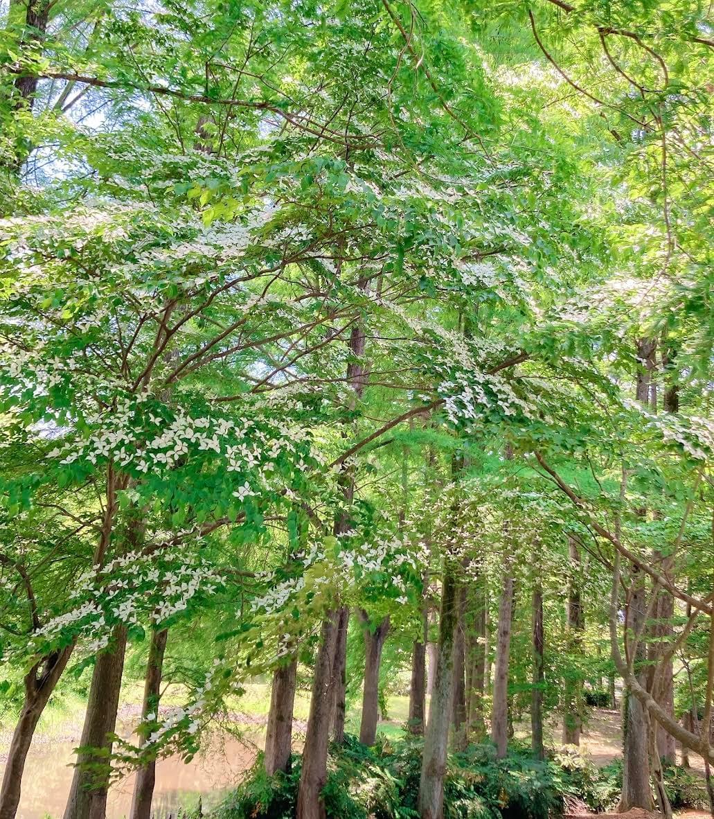 Section image