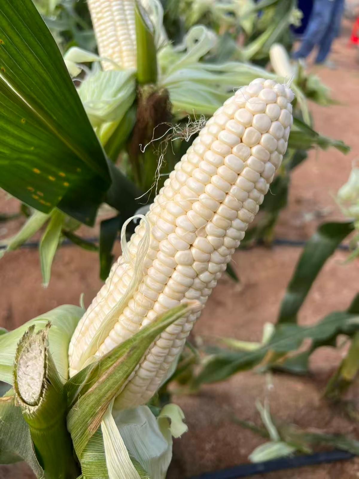 SnowMochi | Premium White Waxy Corn