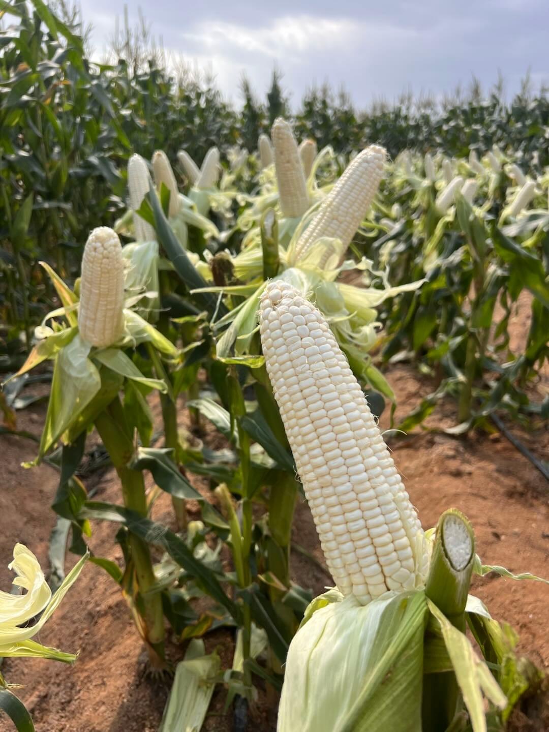 SnowMochi | Premium White Waxy Corn