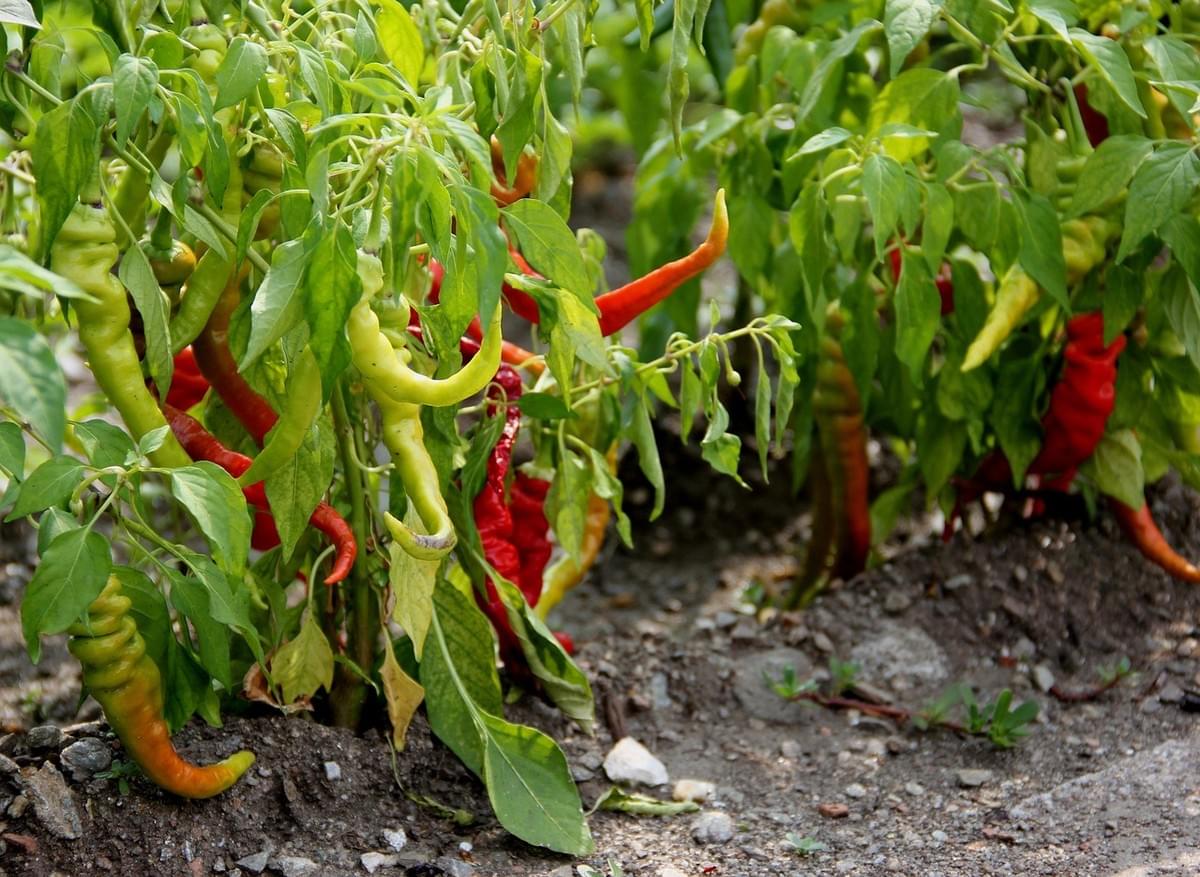 Pepper SNP Genotyping Marker Panel for Genetic Analysis